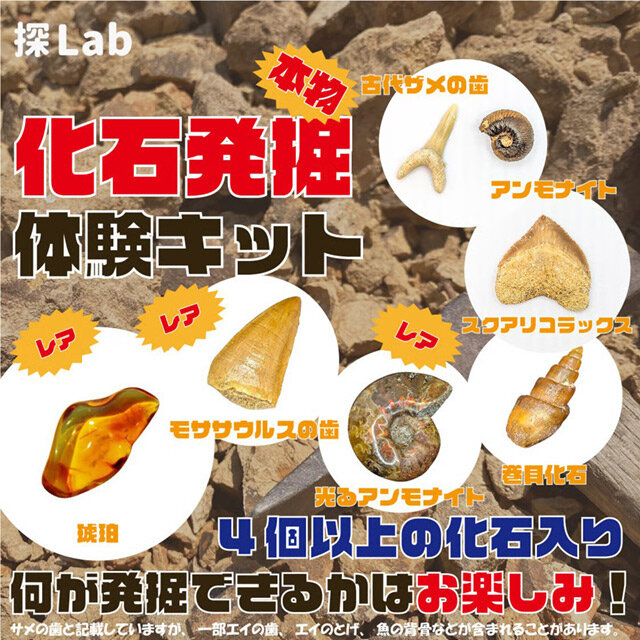 本物！化石発掘！
