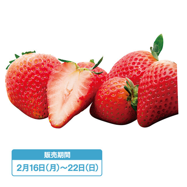 宇都宮市「鈴木いちご農園」とちあいか